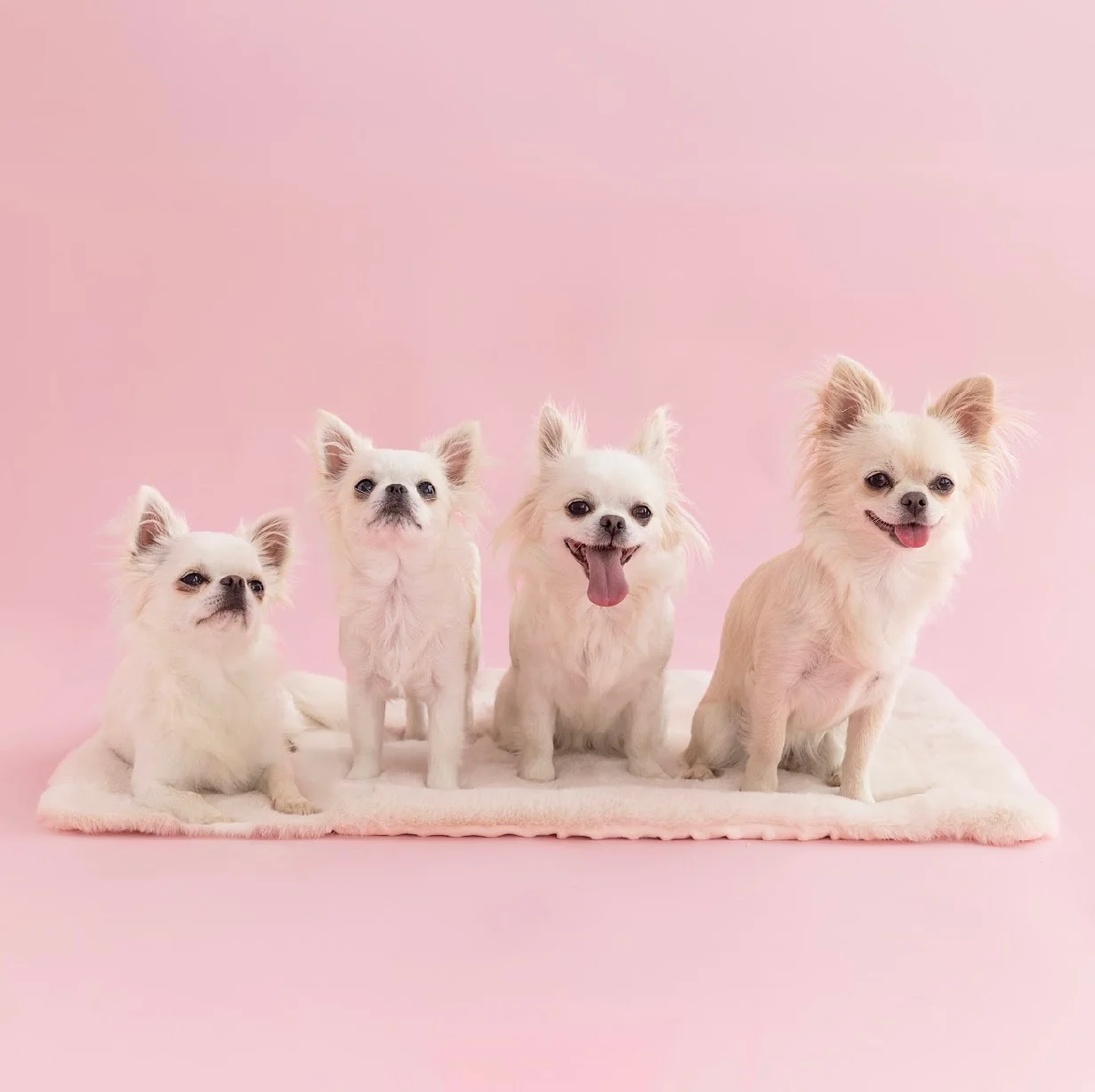 Cztery białe chihuahua na miękkim kocyku Dog Couture