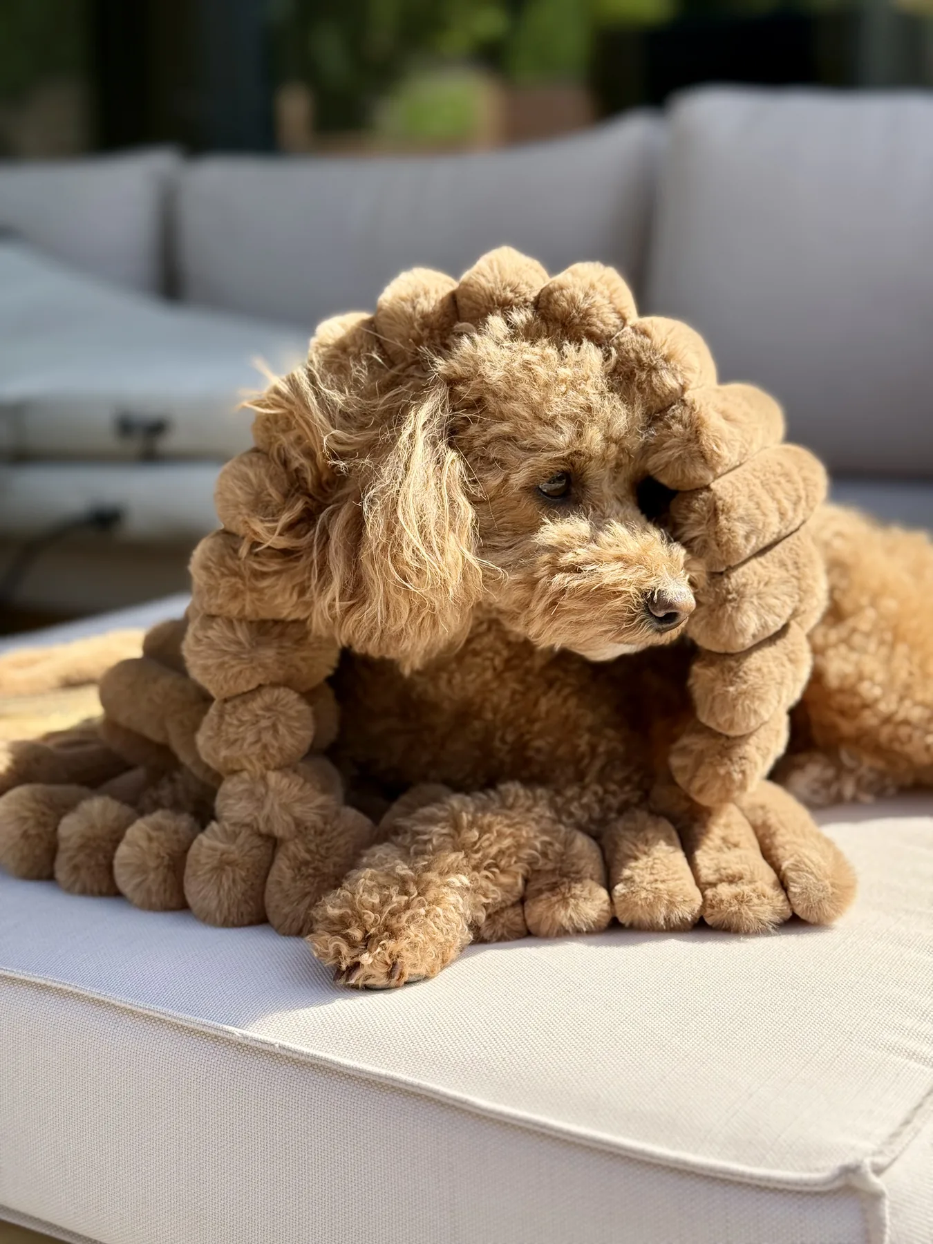 Produkt Dog Couture