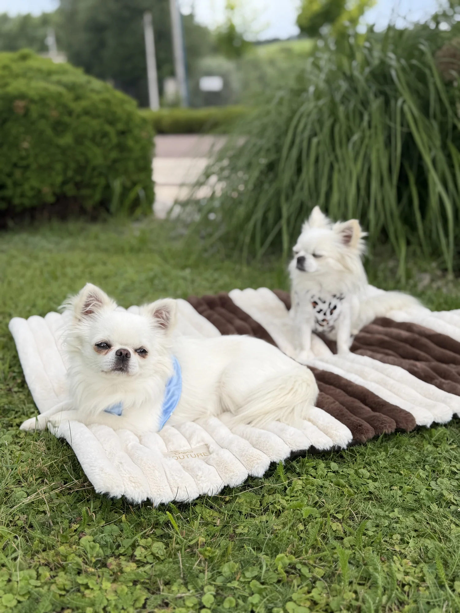 Produkt Dog Couture