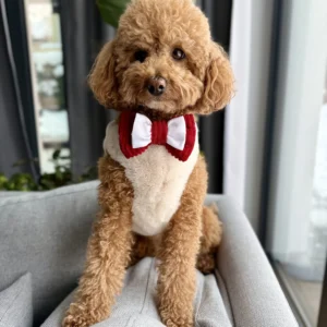 Bandama noel — Ruby Bow