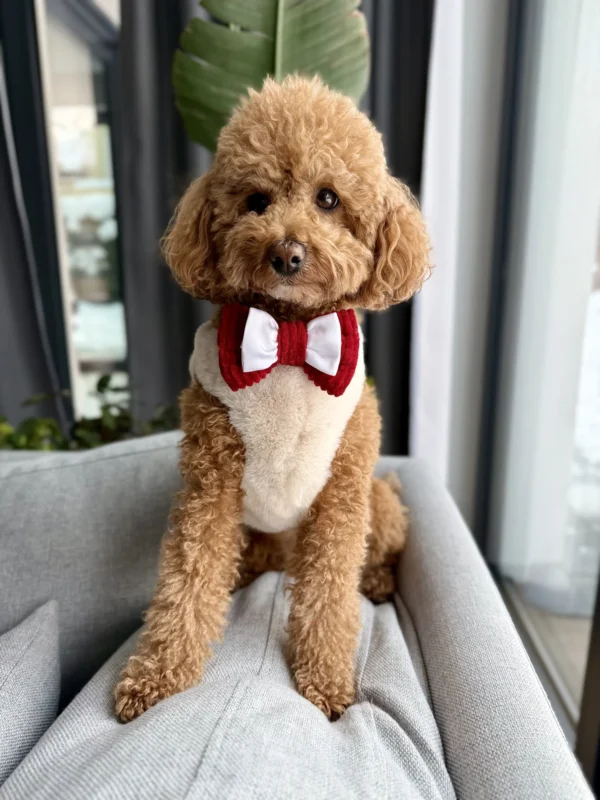 Bandama noel — Ruby Bow