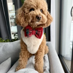 Bandama noel — Ruby Tartan