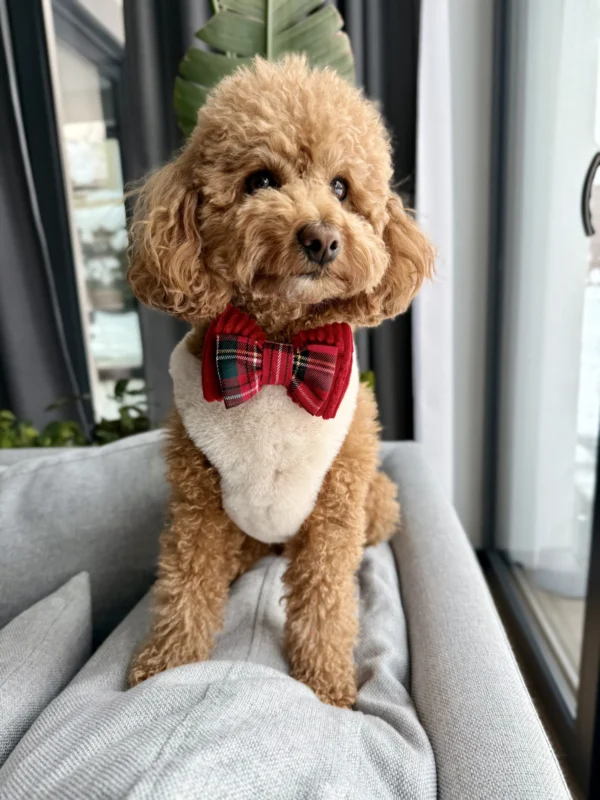 Bandama noel — Ruby Tartan