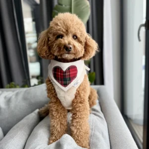 Bandama noel — Tartan Heart